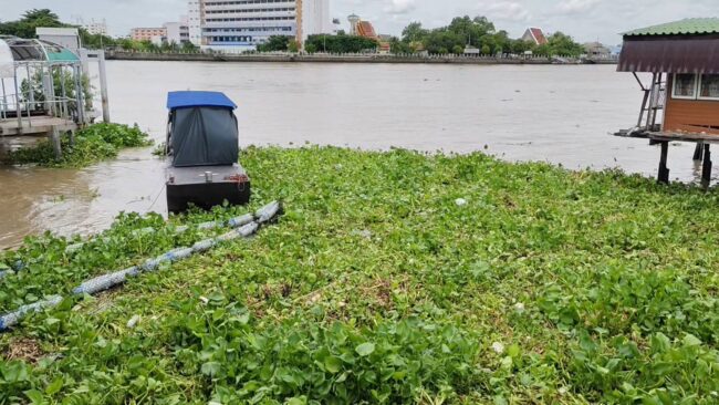 นนทบุรี : ตาวัย 70 ปี ลอยอืดติดกองสวะท่าน้ำพิบูลสงคราม