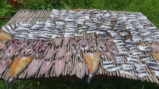 พิษณุโลก : แม่น้ำน่านเริ่มลดลง แม่น้ำยมยังทรงตัว ชาวบ้านปรับตัวออกหาปลา