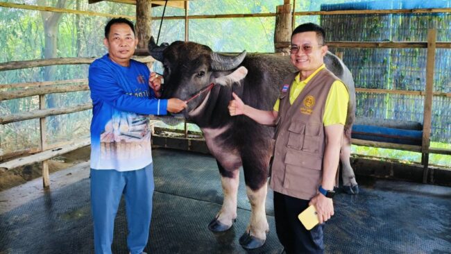 แพร่ : พาณิชย์จังหวัด เยี่ยมชมชัยณรงค์ค้าไม้ฟาร์ม เตรียมจัดงานประกวดควายงามเวียงโกศัย