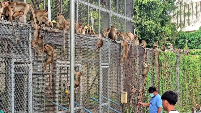 ลพบุรี : ลิง หลุดจากสถานอนุบาลสัตว์ เทศบาลเมืองลพบุรี กว่า 200 ตัว