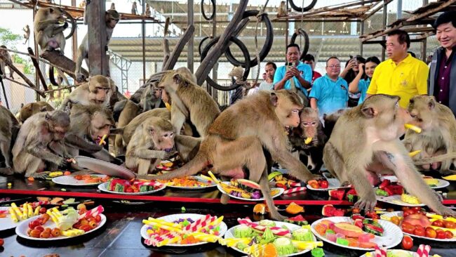 ลพบุรี I จัดใหญ่ เทศกาลงานเลี้ยงโต๊ะจีนลิง ปี 2567 คึกคัก นักท่องเที่ยวและสื่อมวลชนทุกมุมโลก ให้ความสนใจเป็นจำนวนมาก