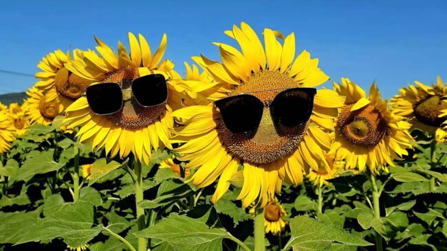 ลพบุรี : นักท่องเที่ยวคึกคัก ทุ่งทานตะวันแปลงใหญ่ ต้นแบบเกษตรกร Smart farmer บนเนื้อที่ กว่า 75 ไร่