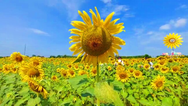 ลพบุรี : ทุ่งทานตะวัน แปลงแรก ออกดอกบานสะพรั่งเหลืองอร่ามสวยงามรับลมหนาว