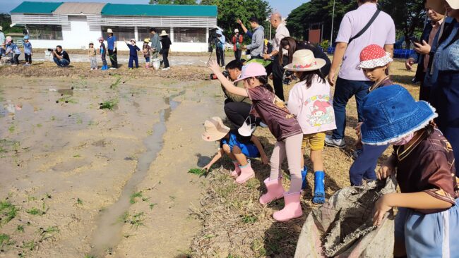 พิษณุโลก : น้องๆหนูๆ ทำนาโยนลงแขกปลูกข้าวสนุกสนาน