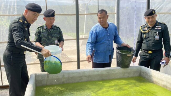 ทหารพันธุ์ดีค่ายสุรศักดิ์มนตรี กับการผลิตพืชโปรตีน (ผำ) เพื่อการบริโภค