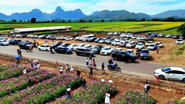 ลพบุรี : นักท่องเที่ยวคึกคัก ชมทุ่งคอสมอส และทุ่งทานตะวัน บานพร้อมกัน