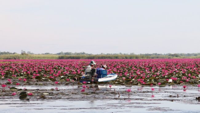 อุดรธานี : บวงสรวงสิ่งศักดิ์สิทธิของชาวบ้านเดียม ถือเป็นการเริ่มต้นฤดูกาลท่องเที่ยวทะเลบัวแดง