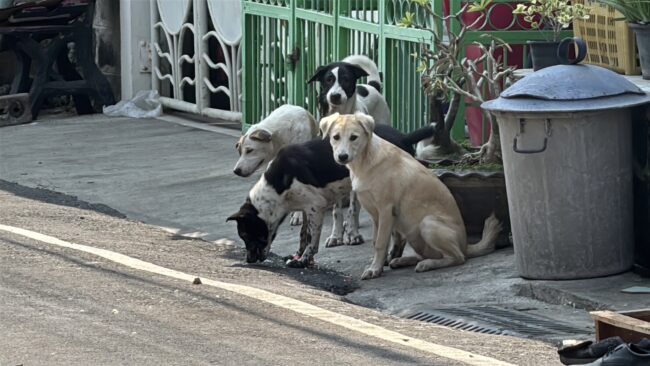 นนทบุรี : หนุ่มคลั่งขนขยะกองหน้าบ้าน อาละวาดเสียงดัง หนำซ้ำเลี้ยงสุนัขกว่า 10 ตัว ไล่กัดชาวบ้านเดือดร้อนทั้งซอย