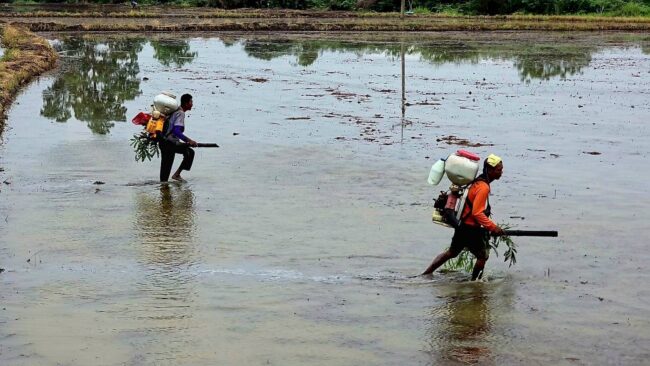 ลพบุรี : เกษตรกรทั้งชาวนา ชาวไร่ ถือฤกษ์ดี เริ่มลงมือปลูกพืช เพื่อเป็นปฐมฤกษ์ในวันพืชมงคล