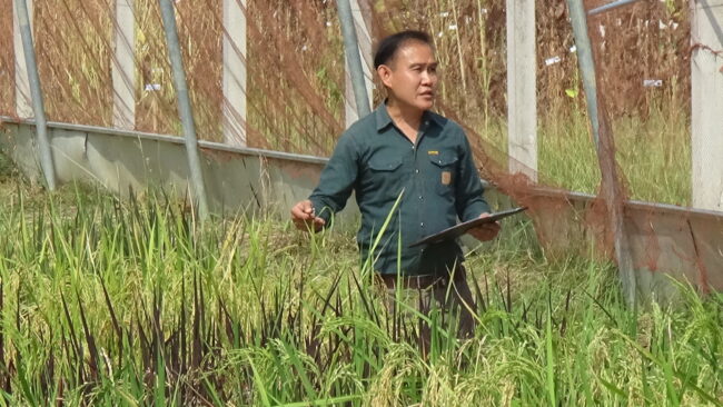 พิษณุโลก : อาจารย์หนุ่มลูกชาวนา ม.นเรศวร เปิดผลงานวิจัยข้าวพันธุ์ใหม่ ชื่อว่า ข้าวพระองค์ขาว ให้ผลผลิตสูงประมาณ 1 ตันต่อไร่