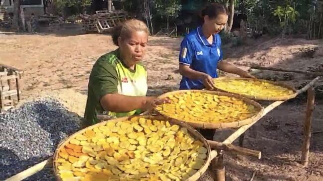 พิษณุโลก : ผลิตภัณฑ์มะม่วงกะล่อนทองสองแดด ขนมนบเคี้ยวที่แสนอร่อย