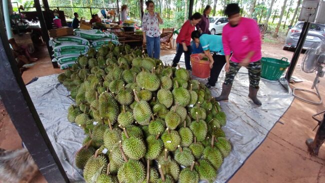 ล้งจันท์แห่รับซื้อทุเรียนภูเขาไฟ