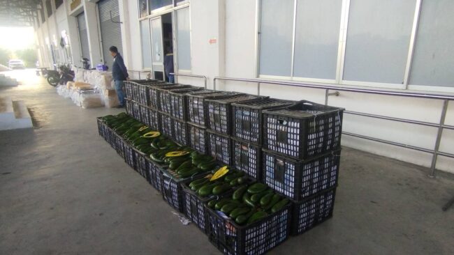 ตรวจยึด อะโวคาโด มูลค่ากว่า 6 แสนบาท