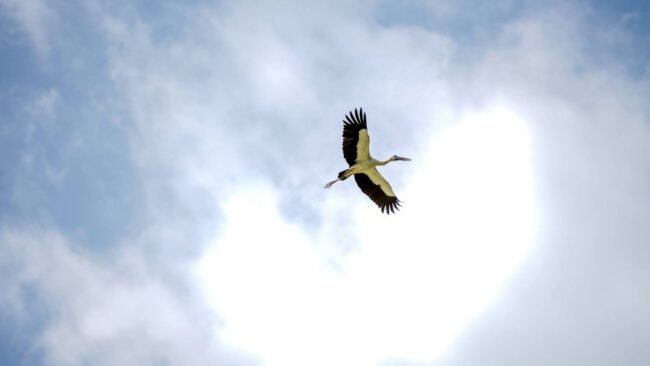 ปัญหาอาณาจักรนก