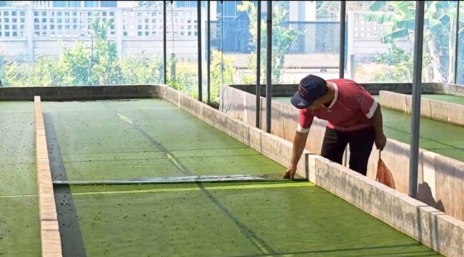 เลี้ยงไข่ผำ สร้างรายได้งาม